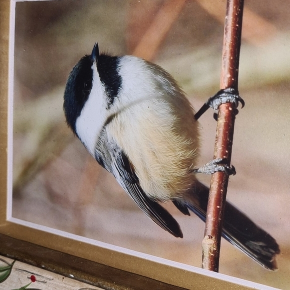 Black-Capped‎ Chickadee Cute Bird Floral Framed Art Print - Picture 6 of 10
